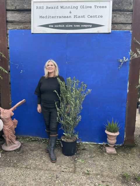 Bushy olive tree