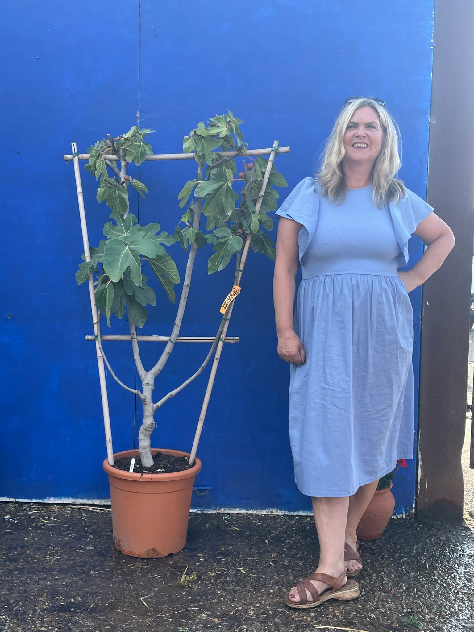 Fig tree for sale. Delivery included. The Norfolk Olive Tree Company