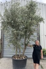Multi-stem screening olive tree