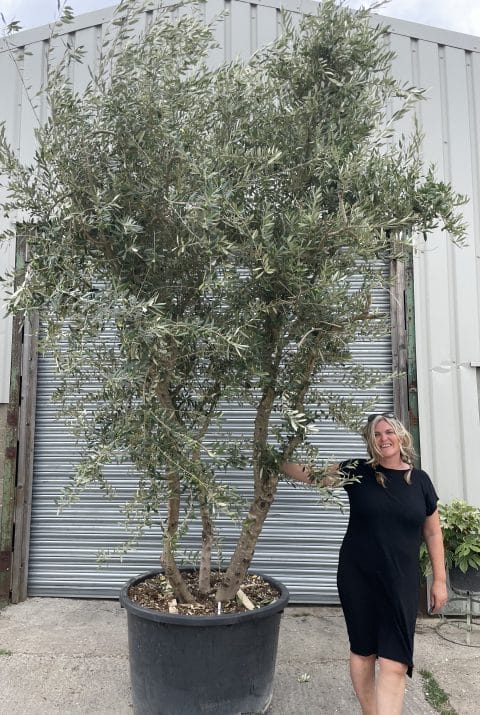 Multi-stem screening olive tree