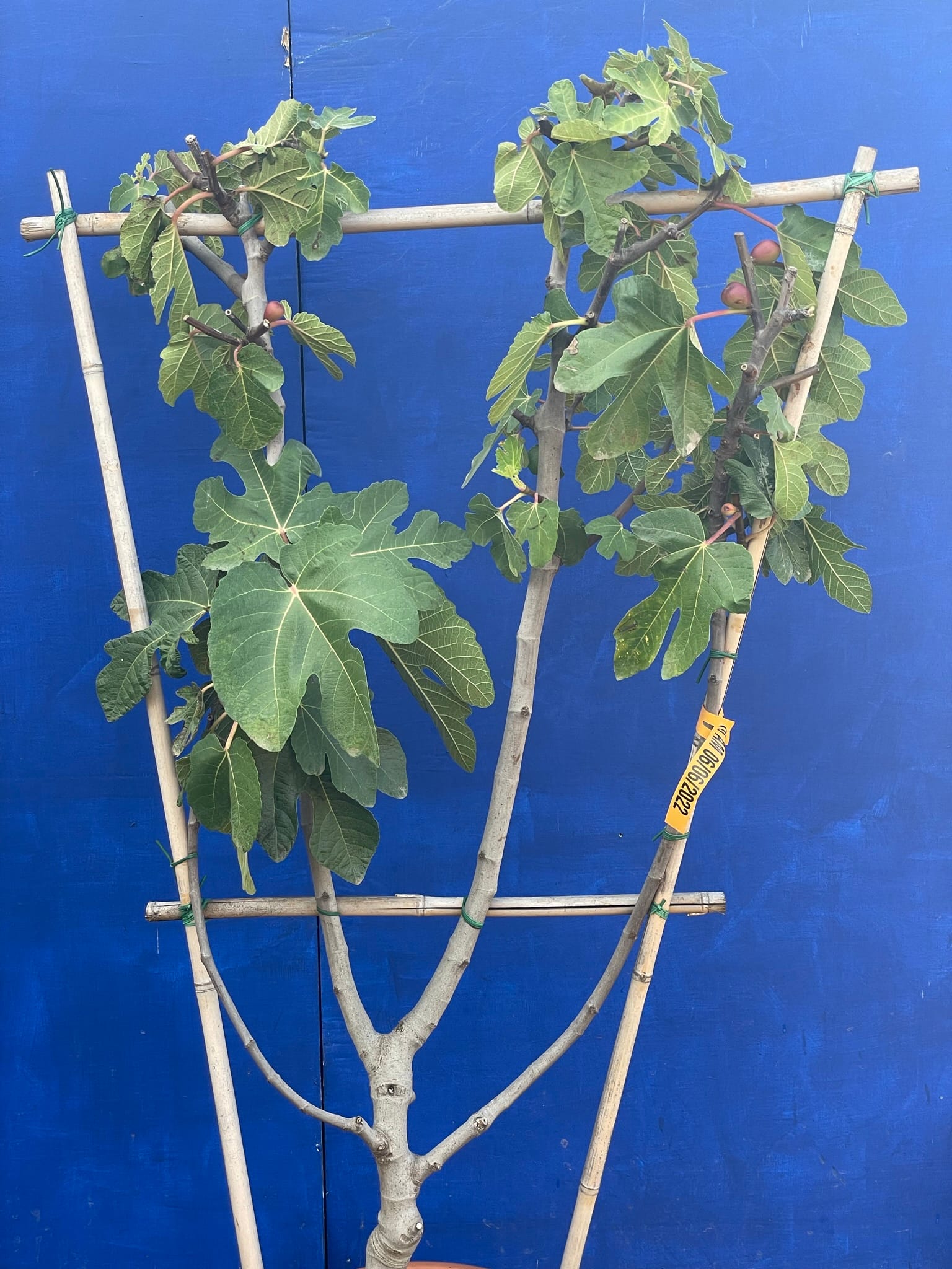 Fig tree for sale. Delivery included. The Norfolk Olive Tree Company