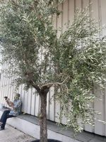 Mature Tuscan Olive tree