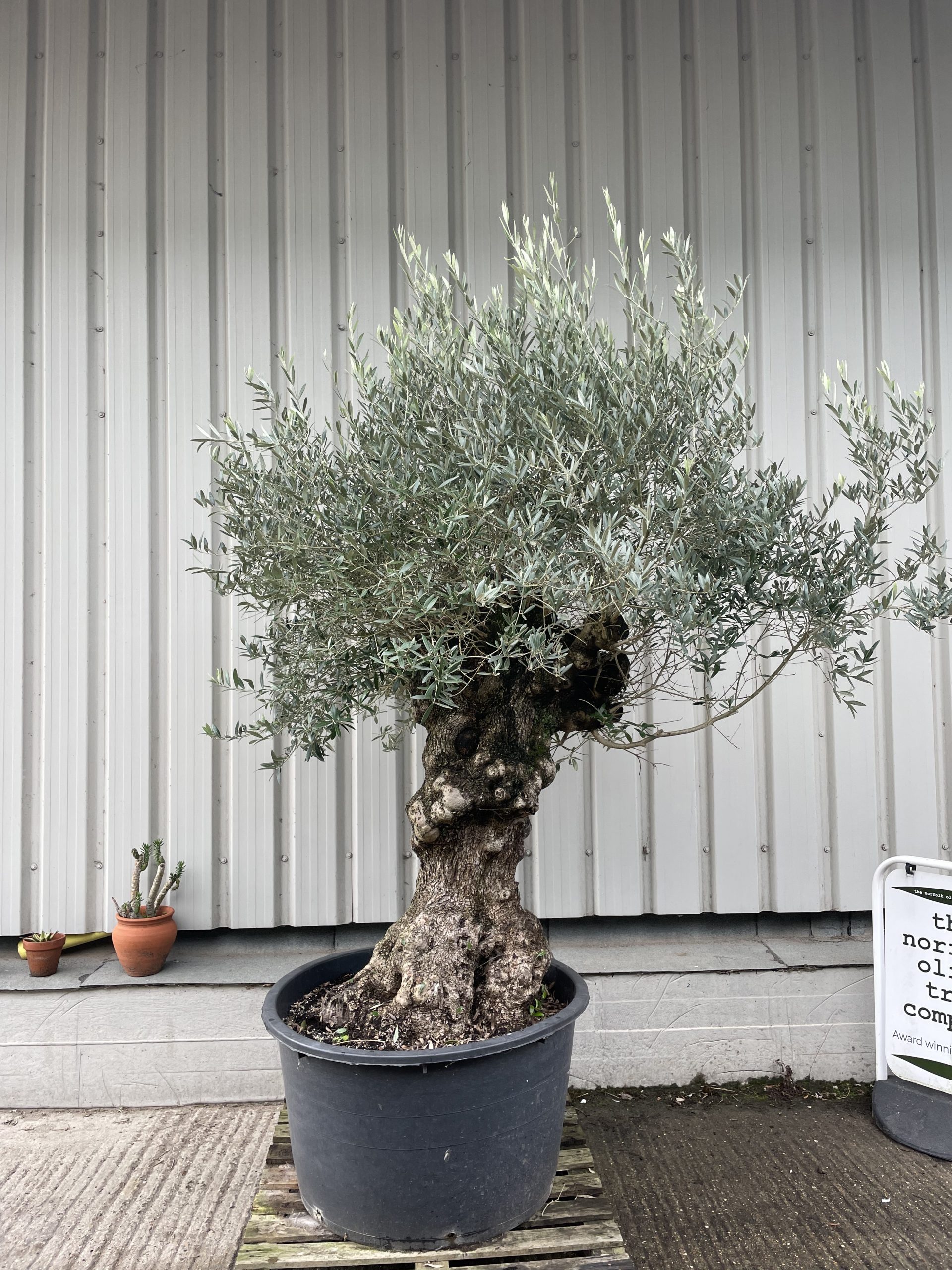 Large olive tree gnarled trunk The Norfolk Olive Tree Company