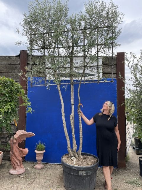 Pleached Olive Tree