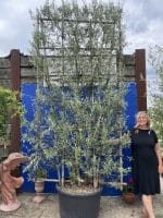 Espalier Olive tree