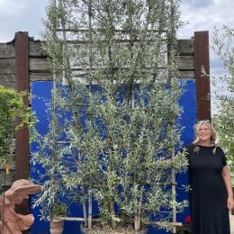 Espalier Olive tree