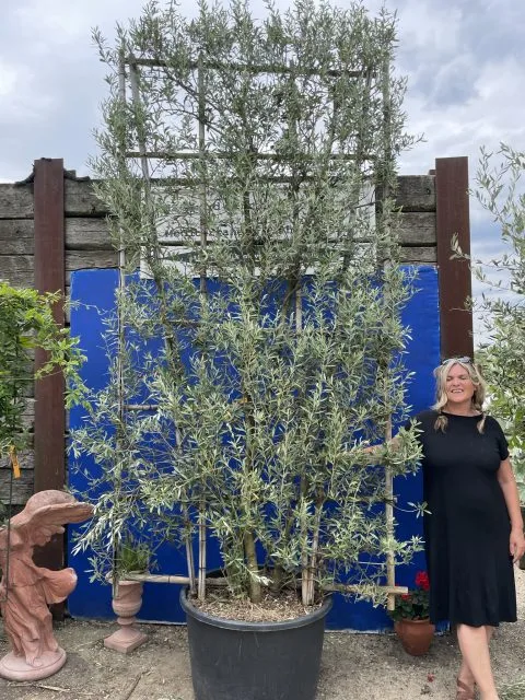 Espalier Olive tree