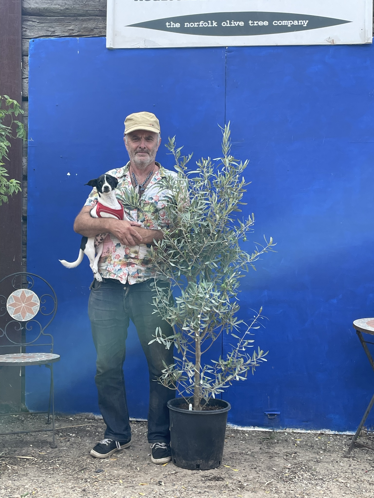 Bushy olive tree. Free delivery. The Norfolk Olive Tree Company