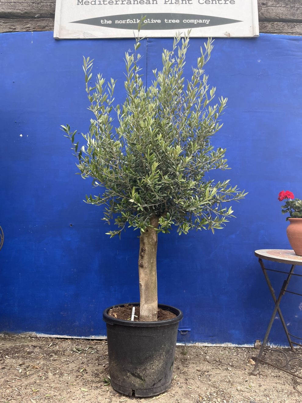 Home The Norfolk Olive Tree Company