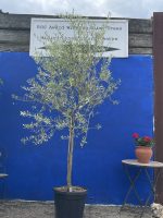 Tuscan Olive tree
