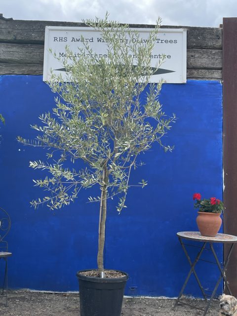 Tuscan Olive tree