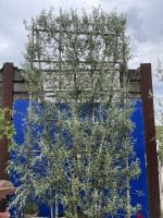 Espalier Olive trees