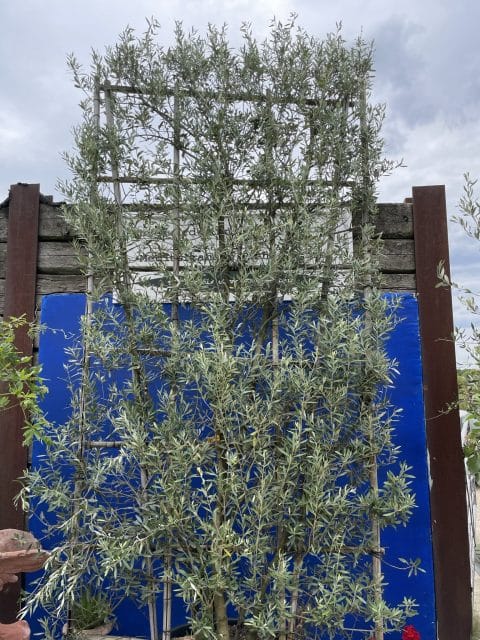 Espalier Olive trees