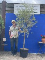 Tuscan Olive tree