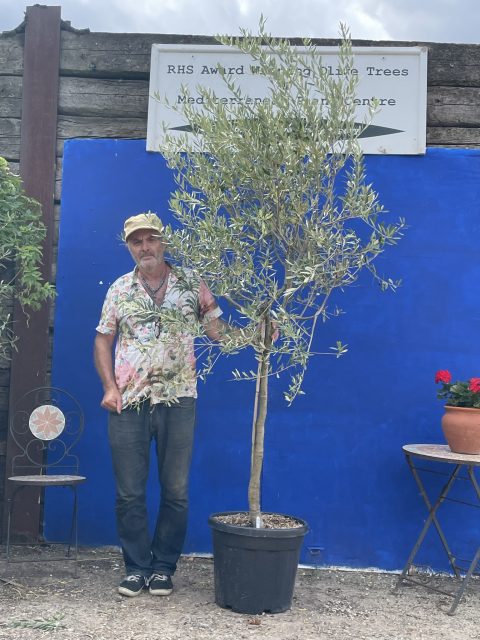 Tuscan Olive tree