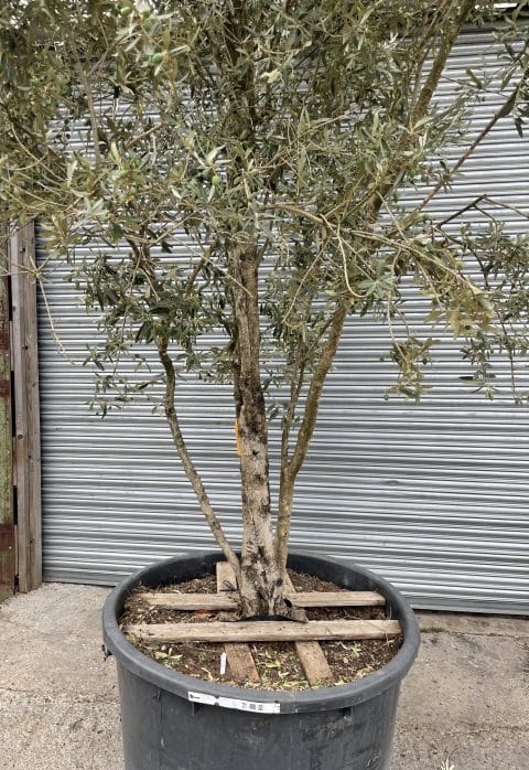 Wild screening Olive tree