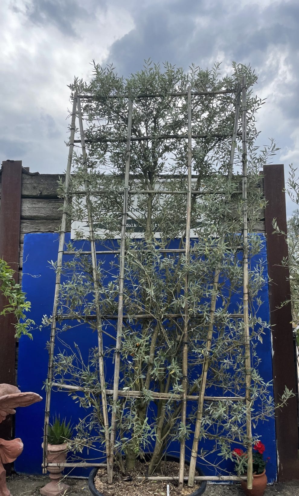 Espalier Olive treeExtra tall The Norfolk Olive Tree Company