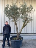 Romantic open crown olive tree