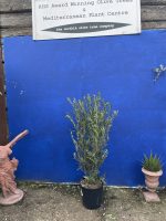 Bushy olive tree