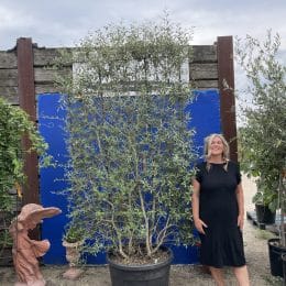 Espalier Olive tree