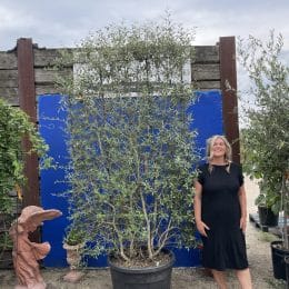 Espalier Olive tree