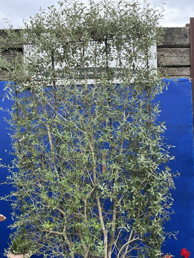 Espalier Olive treeTall specimen The Norfolk Olive Tree Company