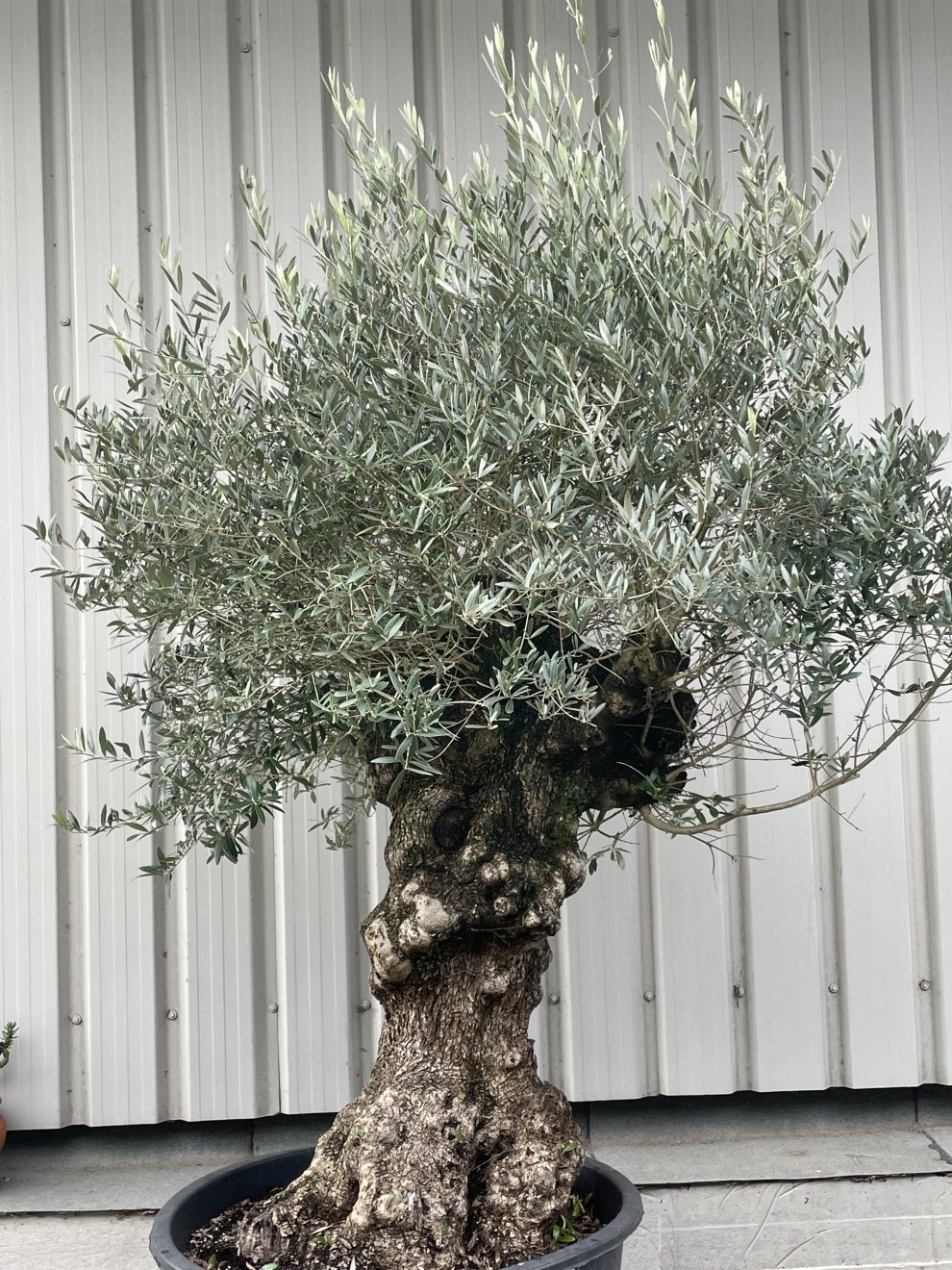 Large olive tree gnarled trunk The Norfolk Olive Tree Company