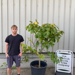 Fig tree
