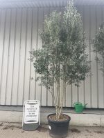 Tall screening tree