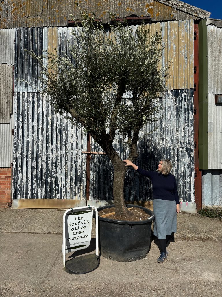 Screening tree