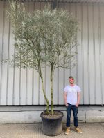 Multi-stem Olive Tree