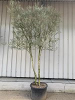 Multi-stem Olive Tree