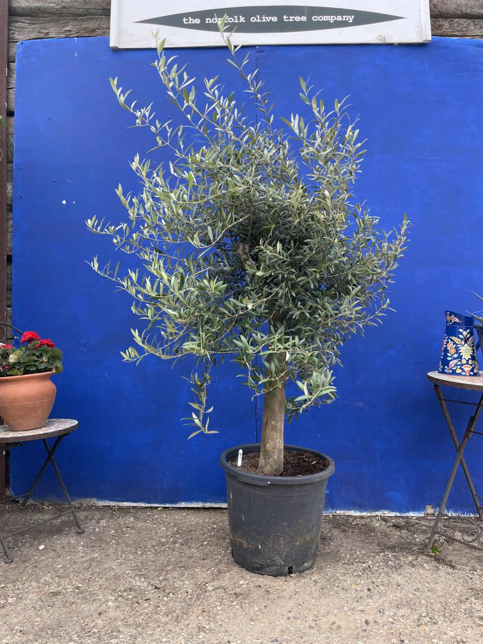 Arbequina Olive tree free delivery. The Norfolk Olive Tree Company