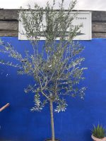 Italian Olive Tree for sale