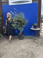 B5E49CC5-0E99-4D35-920F-0FD4CF587C94 Arbequina Olive tree