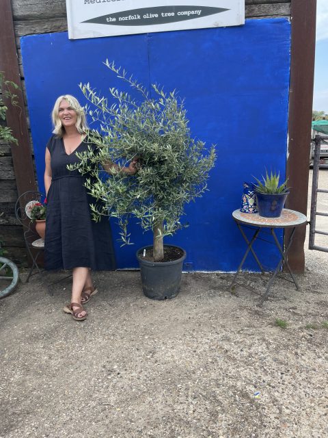 B5E49CC5-0E99-4D35-920F-0FD4CF587C94 Arbequina Olive tree