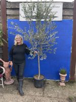 Italian Olive Tree for sale