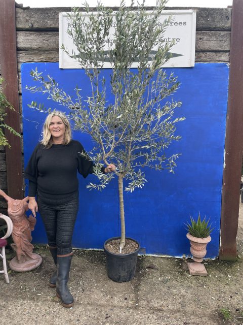 Italian Olive Tree for sale