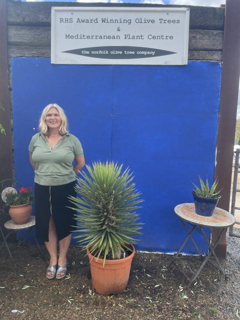 Yucca ‘Filifera’
