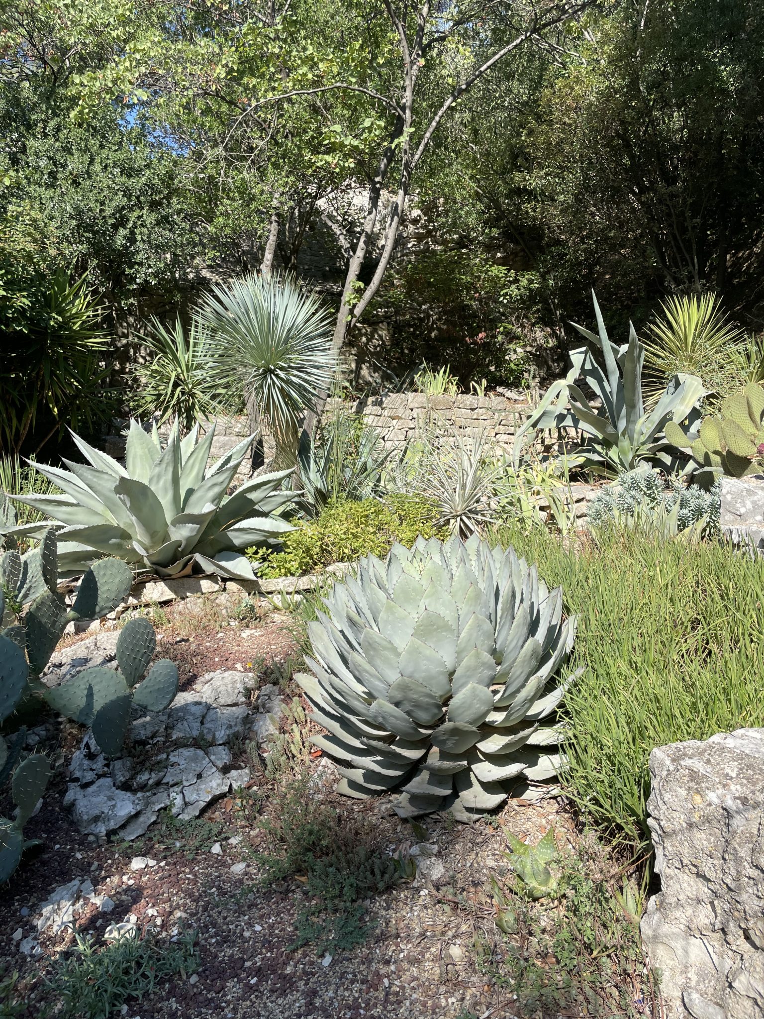 Luxury Mediterranean Garden Design The Norfolk Olive Tree Company