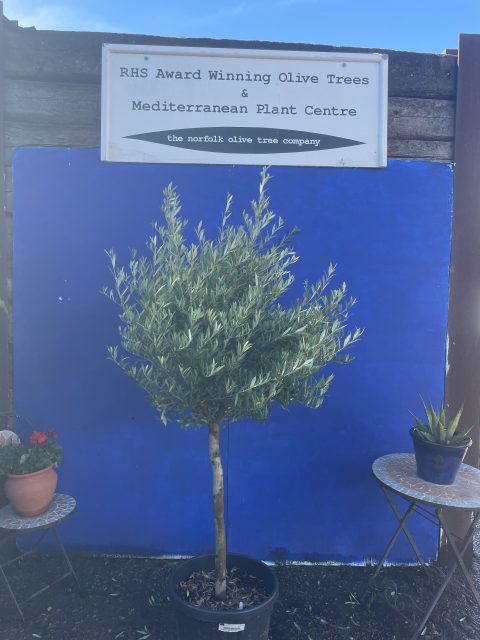 Picual Olive Tree