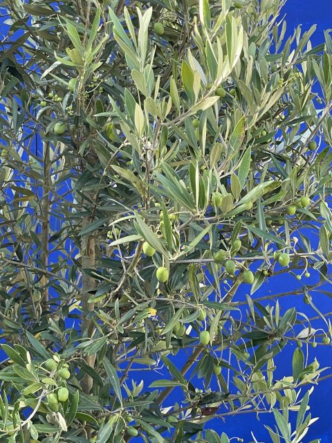 Picual Olive Tree