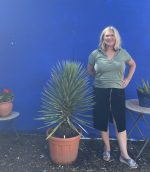 Yucca ‘Filifera’