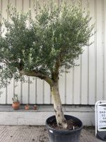 Romantic open crown olive tree
