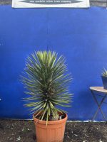 Yucca ‘Filifera’