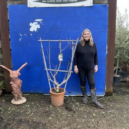 Fig tree for sale