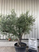 Mature branched Olive Tree