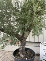 Mature branched Olive Tree