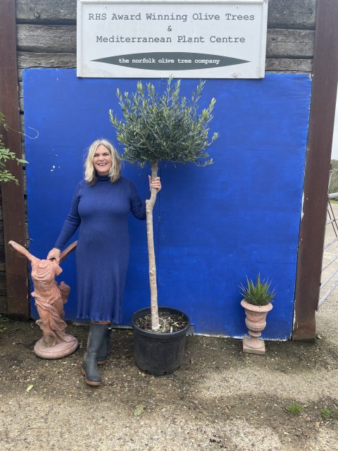 Picual Olive Tree