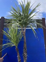 Cordyline ‘Australis’
